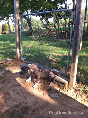 A blue-nose brindle Pit Bull Terrier puppy just went under a chain link gate.