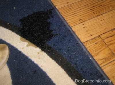 A pee stain on a Penn State University door mat.