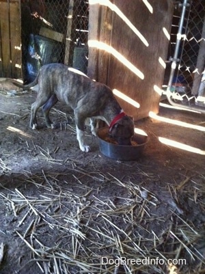 A blue-nose brindle Pit Bull Terrier puppy is drinking water out of a silver metal dish in a barn.