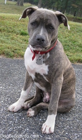 Front side view - A blue-nose brindle Pit Bull Terrier puppy is sitting on a blacktop surface and he is looking forward.