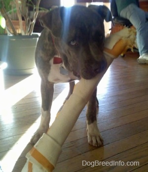 A blue-nose brindle Pit Bull Terrier puppy is standing on a hardwood floor and he has a large rawhide toy bone in his mouth.