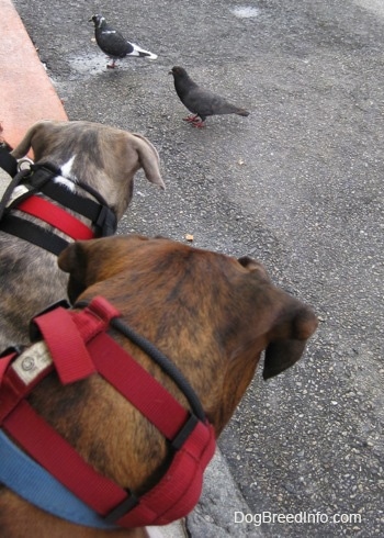 Close up - The back of a brown with black and white Boxer and a blue-nose brindle Pit Bull Terrier puppy looking back at two pigeons standing on a blacktop surface.
