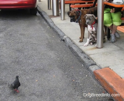 A brown with black and white Boxer and a blue-nose brindle Pit Bull Terrier puppy are standing on a sidewalk looking at a pigeon on the street.