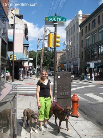 A lady in green pants and a brown with black and white Boxer and a blue-nose brindle Pit Bull Terrier puppy are standing under a south st. sign in Philadelphia, pa.