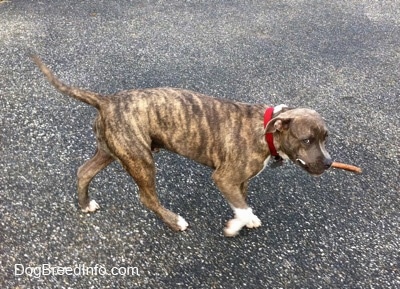 A blue-nose brindle Pit Bull Terrier puppy is walking across a blacktop surface with a bully stick in his mouth.