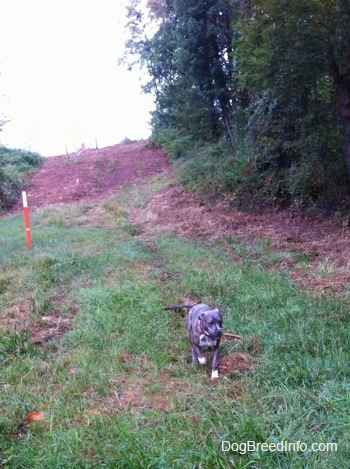 A blue-nose brindle Pit Bull Terrier puppy is walking down a field and he has a stick in his mouth.
