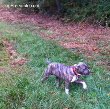A happy-looking blue-nose brindle Pit Bull Terrier puppy is walking across grass and he has a stick in his mouth.