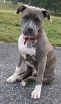 A blue-nose brindle Pit Bull Terrier puppy is sitting on a blacktop surface and he is looking down and to the right.