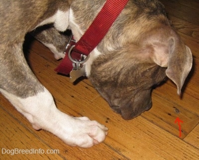Close up - A blue-nose brindle Pit Bull Terrier puppy is looking down at a stink bug on the floor. There is an overlayed red arrow pointing at the bug.