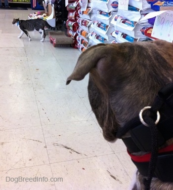 The back of a blue-nose brindle Pit Bull Terrier puppy is looking at a cat that is walking to the left in a pet store.