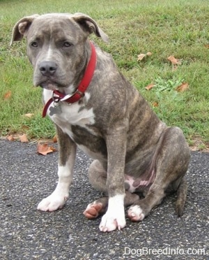 Front side view - A blue-nose brindle Pit Bull Terrier puppy is sitting on a black top surface and he is looking forward relaxed with his head lowered.