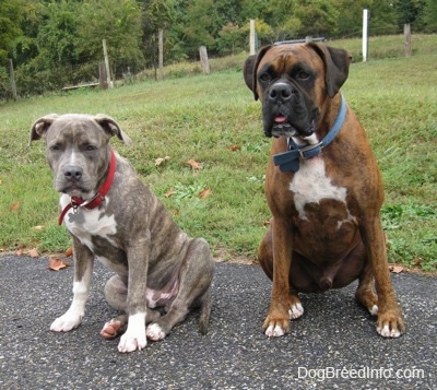 A blue-nose brindle Pit Bull Terrier puppy and a larger brown brindle Boxer are sitting on a blacktop surface and they are looking forward.