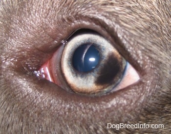 Close up - The eye of a blue-nose brindle Pit Bull Terrier puppy that has a brown spot on the right corner of it.