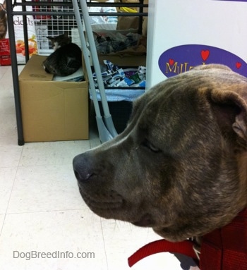Side view - The head of a blue-nose brindle Pit Bull Terrier puppy that is sitting on a tiled floor and he is looking to the left. There is a cat in the background laying on a cardboard box at a pet store.