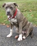 A blue-nose brindle Pit Bull Terrier puppy is sitting on a blacktop surface and he is leaning over.