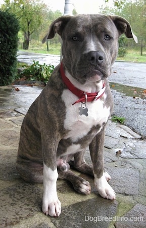 A large-headed, blue-nose brindle Pit Bull Terrier puppy is sitting on a stone porch looking forward.