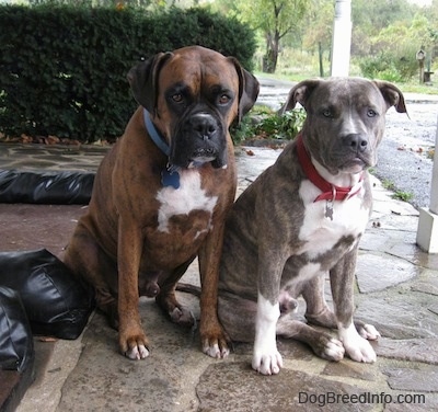 A blue-nose brindle Pit Bull Terrier puppy is sitting next to a brown brindle Boxer on a stone porch looking forward.