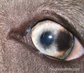 Close up - A brown spot in the eye of a blue-nose brindle Pit Bull Terrier puppy.
