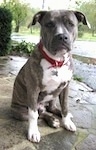 A blue-nose brindle Pit Bull Terrier puppy is sitting on a wet stone surface. He is looking forward.