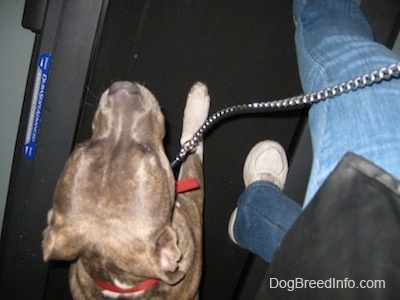Top down view of a blue-nose brindle Pit Bull Terrier puppy that is walking on a treadmill next to a person in blue jeans and sneakers.