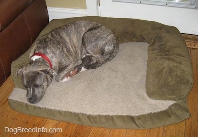 A blue-nose brindle Pit Bull Terrier puppy is sleeping on a green and tan dog bed on a hardwood floor.