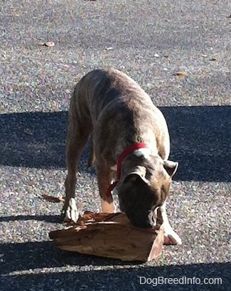 A blue-nose brindle Pit Bull Terrier puppy is standing on a blacktop surface chewing on a split log.