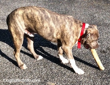 The right side of a blue-nose brindle Pit Bull Terrier puppy standing on a blacktop surface  chewing a rawhide bone.