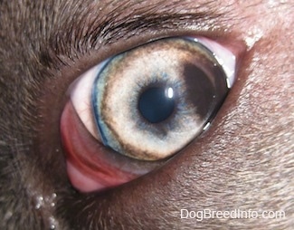 Close up - A brown spot on the right side of the eye of a blue-nose brindle Pit Bull Terrier puppy.