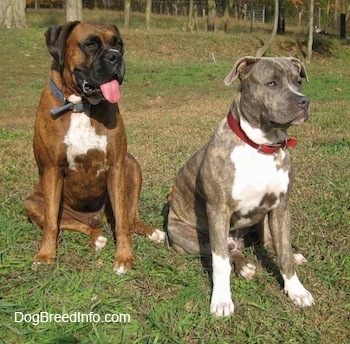 A blue-nose brindle Pit Bull Terrier and a brown brindle Boxer are sitting in grass and they are looking to the right. The Boxer is panting.