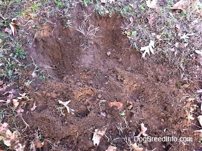 A hole in the ground that was dug by two dogs.