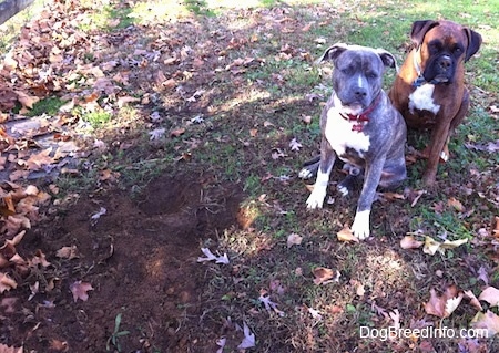 A blue-nose brindle Pit Bull Terrier and a brown brindle Boxer are sitting in grass next to a newly dug hole.