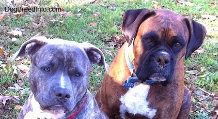 Close up head shots - A blue-nose brindle Pit Bull Terrier and a brown brindle Boxer are sitting in grass and they are looking forward.