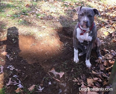 A dirty-nosed, blue-nose brindle Pit Bull Terrier is sitting in grass next to a freshly dug hole.
