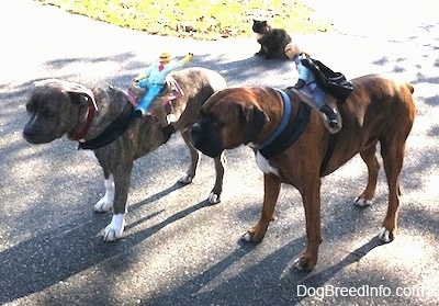 A blue-nose brindle Pit Bull Terrier and a brown brindle Boxer are standing on a blacktop surface and they have toys strapped to there backs. There is a cat sitting behind them.