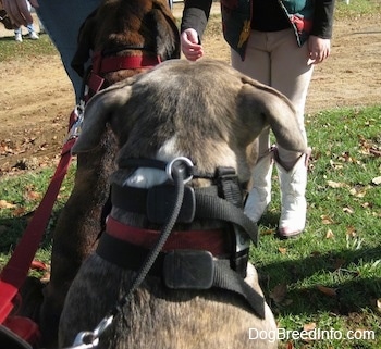The back of a blue-nose brindle Pit Bull Terrier and a brown brindle Boxer are sitting in grass and in front of them are two people.