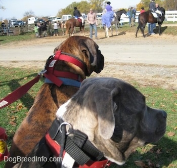 The side of a blue-nose brindle Pit Bull Terrier and a brown brindle Boxer that are sitting in grass looking at people standing across from them on horses.