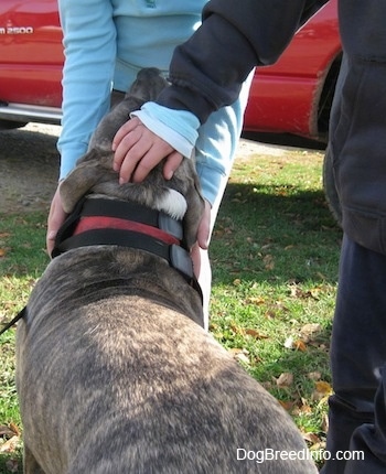 The back of a blue-nose brindle Pit Bull Terrier that is standing in front of people who are petting him.