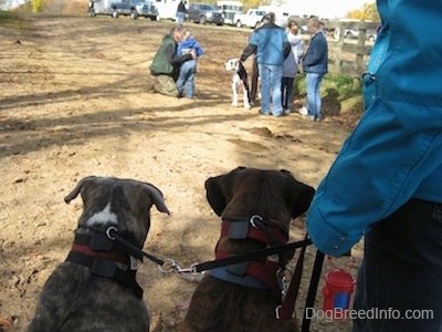 The back of a blue-nose brindle Pit Bull Terrier and a brown brindle Boxer are sitting in dirt and next to them is a person holding their leashes. They are looking at a Great Dane dog surrounded by people across from them.