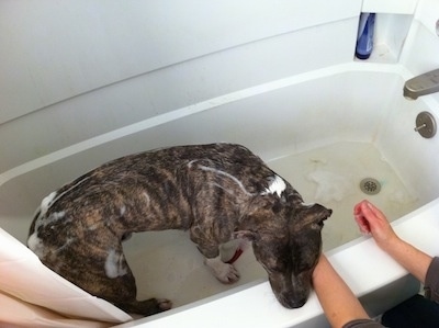 A blue-nose brindle Pit Bull Terrier is standing in a tub with water in it and he has soap on his back. There is a persons hands on the side of a tub.