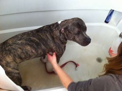 A person is cleaning a blue-nose brindle Pit Bull Terrier that is standing in a tub with water in it.