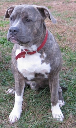  Front view - A blue-nose brindle Pit Bull Terrier is sitting in grass looking to the left.