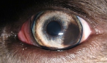 The left eye of a blue-nose brindle Pit Bull Terrier that has a brown spot on it.