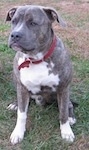 A blue-nose brindle Pit Bull Terrier is sitting in patchy brown grass and it is looking to the left. He is wearing a red collar.