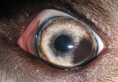 Close up - A brown spot in the left eye of a blue-nose brindle Pit Bull Terrier.