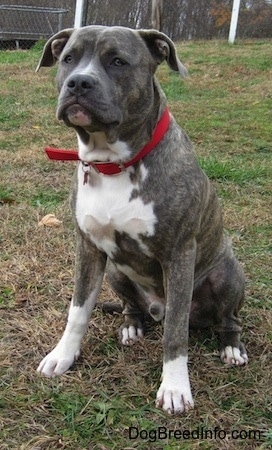 Front side view - A blue-nose brindle Pit Bull Terrier is sitting in brown grass and he is looking forward.