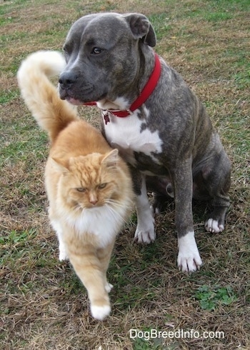A blue-nose brindle Pit Bull Terrier is sitting in grass and there is a tan with white cat walking past him.