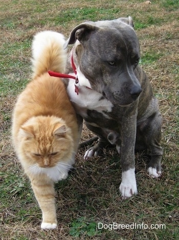 A blue-nose brindle Pit Bull Terrier is sitting in grass and a tan with white cat is brushing up against a dog. The dog is looking away to the right.