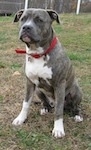 A blue-nose brindle Pit Bull Terrier is sitting in brown grass and it is looking forward. He is wearing a red collar. There are white poles in the background.