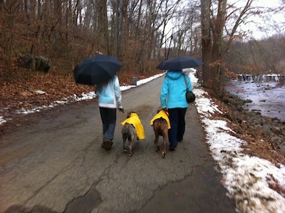 Two ladies holding black umbrellas are taking two dogs in bright yellow raincoats on a walk next to a creek.