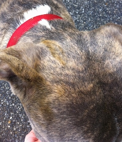 Close up - Horse poop along the back of a blue-nose brindle Pit Bull Terriers head.